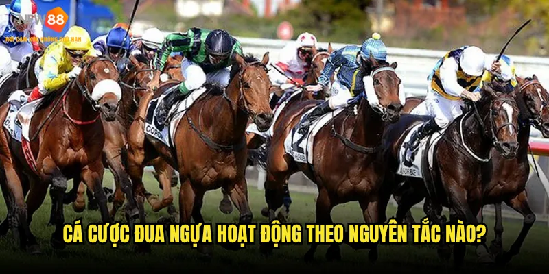 Cá cược đua ngựa New88 có những hình thức nào phổ biến? 2 Cá cược đua ngựa hoạt động theo nguyên tắc nào?